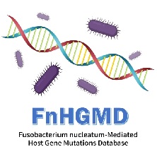 Fusobacterium nucleatum-Mediated Host Gene Mutations Database （FnHGMDB）